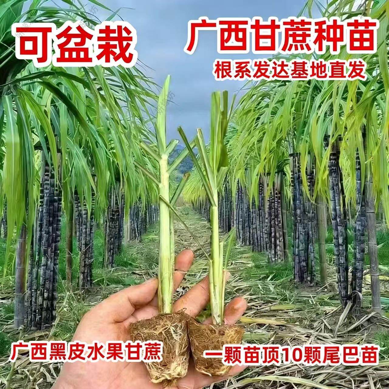广西黑皮黄皮青皮甘蔗组培种苗杯苗粤翠黄金水果南北高产种植图片