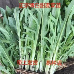 广西博白甜麦菜秧苗 高州花芽苦麦麻菜 大叶四季耐热蔬菜种子批发