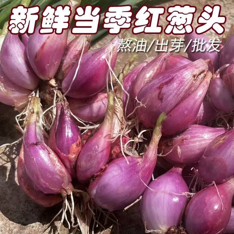 四季小香葱种子葱种盆栽红葱头种籽香葱苗火葱韭葱分葱蔬菜