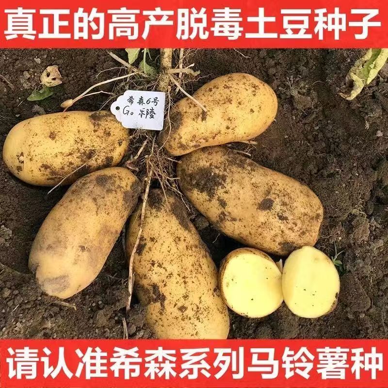 云南农家黄皮黄心土豆种子四季催芽原种马铃薯洋芋高产非转基因