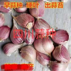 四川省彭州大蒜种耐寒红根苗出苔正月早白帽蒜苔蒜种