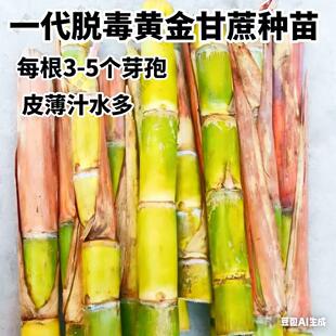 广西黑皮甘蔗种苗优质脱毒苗高产甜脆南北方种植带芽种子秧苗