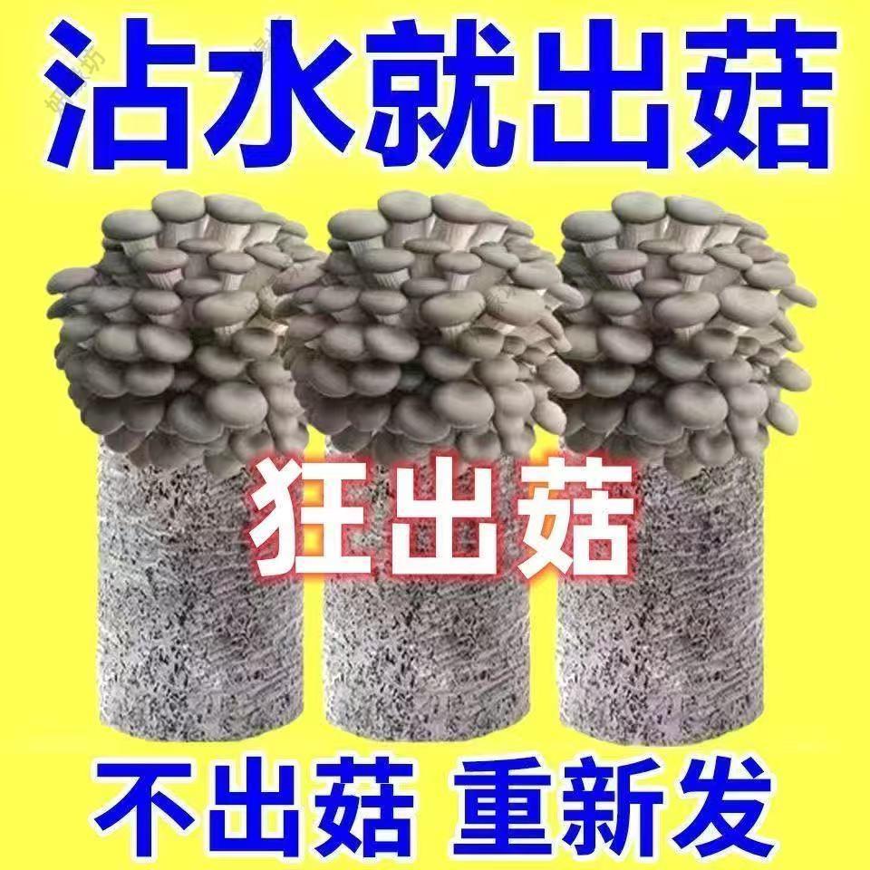 家庭菌包蘑菇种植可食用菌种室内盆栽阳台懒人自种蘑菇食用菌