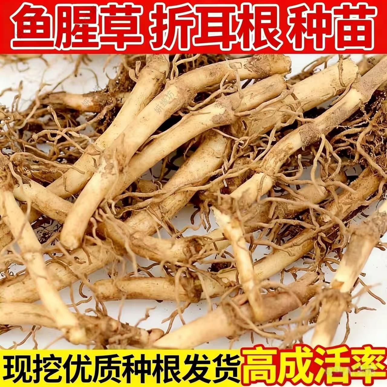 云贵川特产野生鱼腥草种根老根折耳根种苗盆栽四季种植蔬菜种子苗