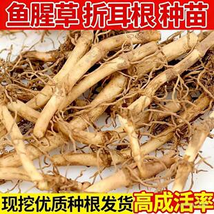 云贵川特产野生鱼腥草种根老根折耳根种苗盆栽四季种植蔬菜种子苗