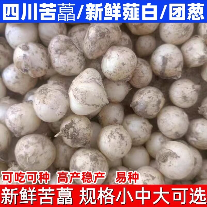 恩施苦藠团葱种子藠头小根蒜苦荞野葱薤白农家种籽直供批发