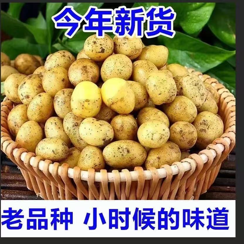 2026新鲜正宗恩施富硒黄心小土豆当季迷你小土豆高山洋芋马铃薯