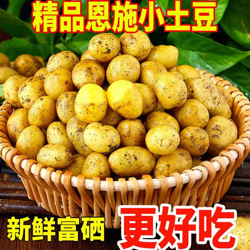 贵州毕节农家自种黄心小土豆威宁本地马铃薯高山土豆新鲜现挖洋芋