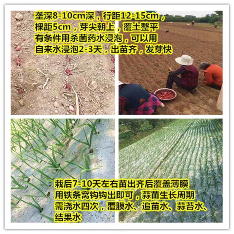 正宗紫皮蒜种子早蒜新鲜红皮香蒜正月出蒜苔种红根蒜苗蒜瓣