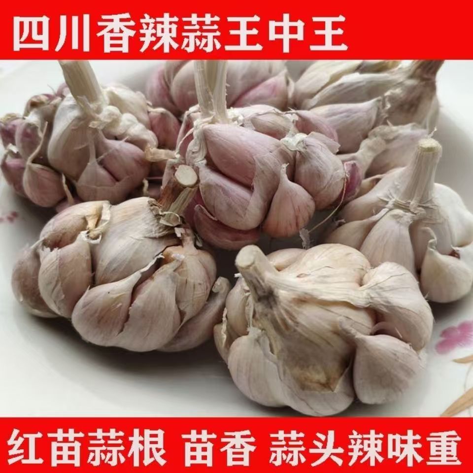 四川本地大蒜正宗狗牙蒜老品种不出蒜苔软叶食用蒜苗芽新鲜六月蒜