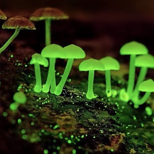 荧光蘑菇发光绿植养室内
