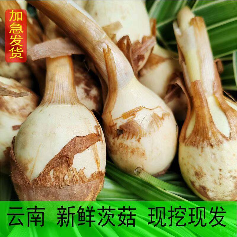 云南新鲜白慈姑5斤粉糯包邮