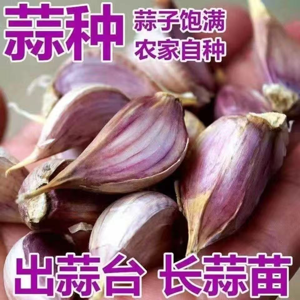 寒蒜苔蒜蒜苗蒜苔独头二水早红根香蒜硬叶蒜紫皮蒜瓣5斤