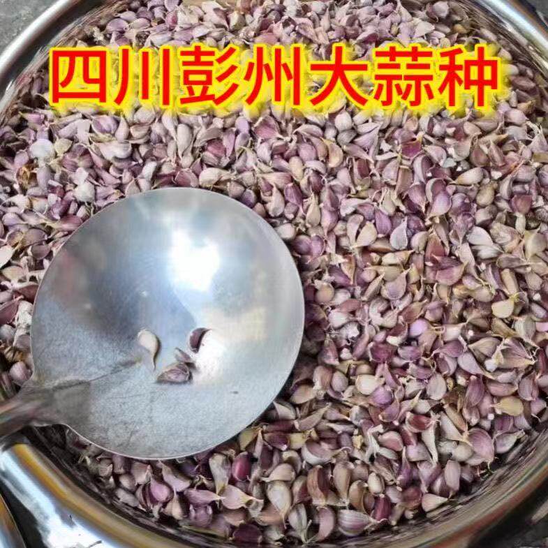 彭州农家干大蒜头5斤紫白皮新鲜新干蒜种子蔬菜9斤1斤大蒜