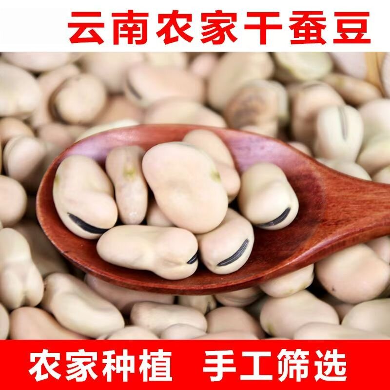 优质蚕豆种白蚕豆种子农家中粒耐寒过冬白皮蚕豆批发2026新种