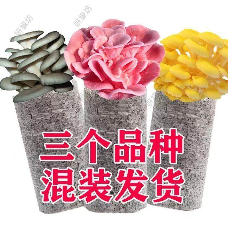榆黄菇菌种蘑菇种植包家庭菌包可食用室内阳台懒人盆栽蘑菇菌种