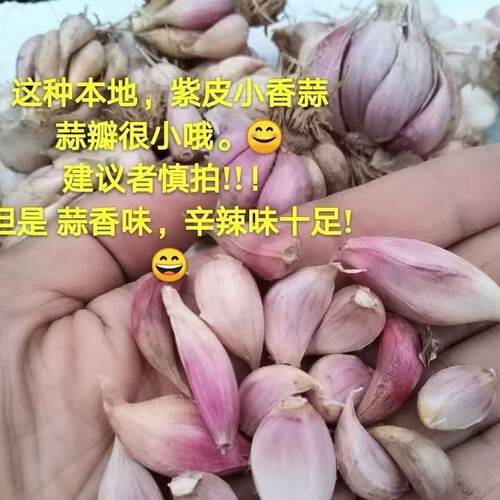2025新干蒜头四川农家产