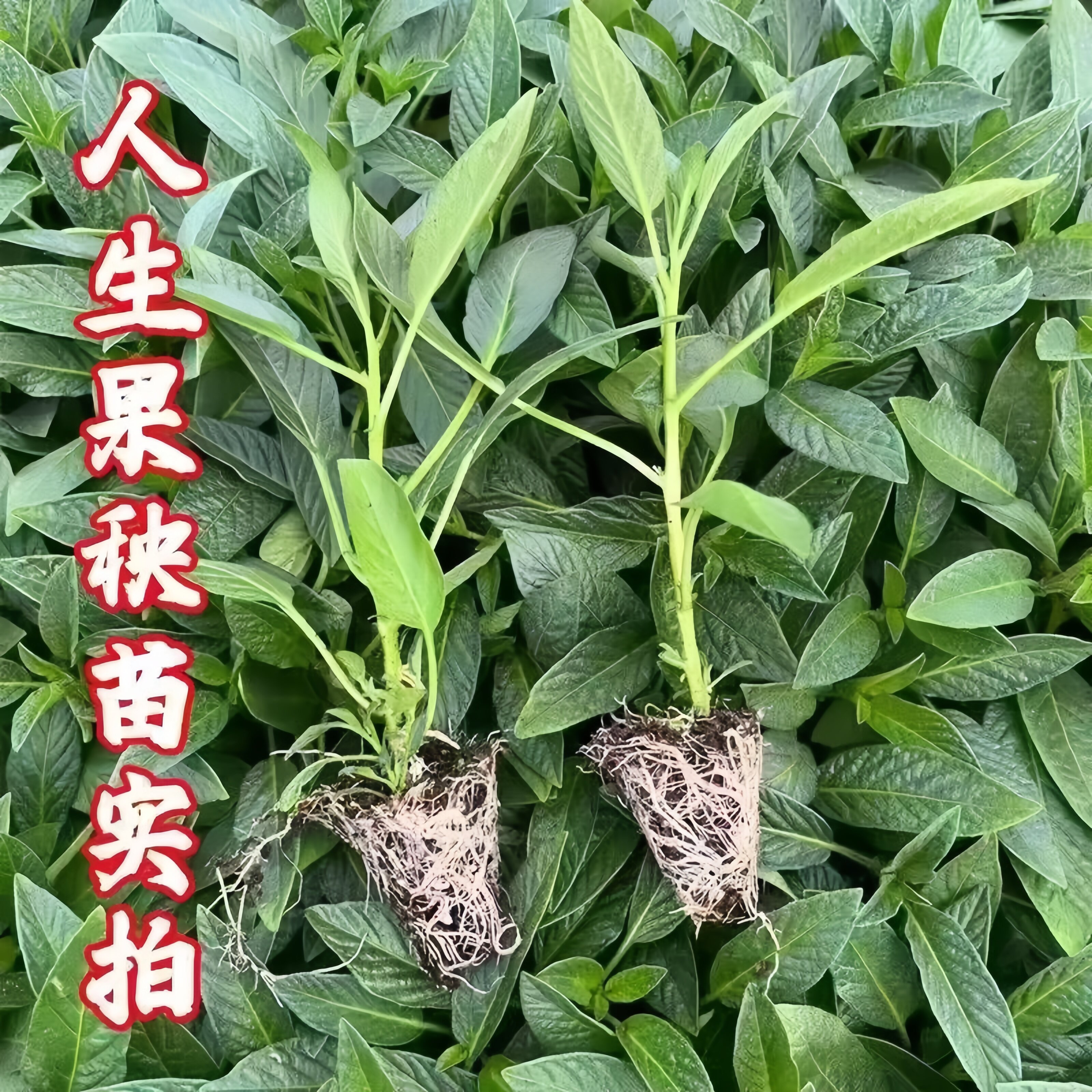 带土球人参果苗奶香清甜四季结果阳台盆栽当年南北方种植黄心秧苗