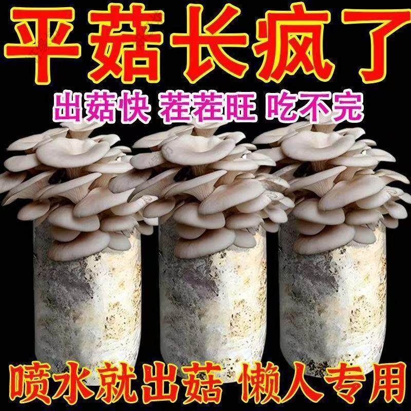 红平菇灰平菇榆黄菇家庭蘑菇种植包菌种家种菌包懒人自种可食用