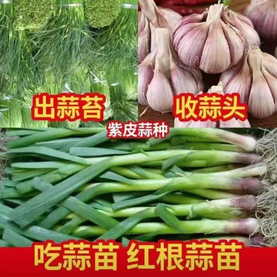 本地老品种正宗紫皮大蒜种子农家新鲜大蒜可种植种籽