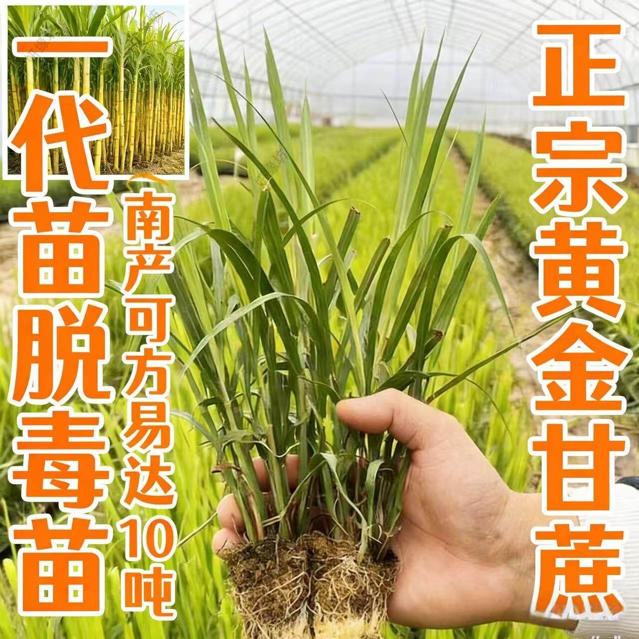 广西黑皮黄皮白玉特甜甘蔗种苗带芽孢黄金甘蔗苗南北高产种植