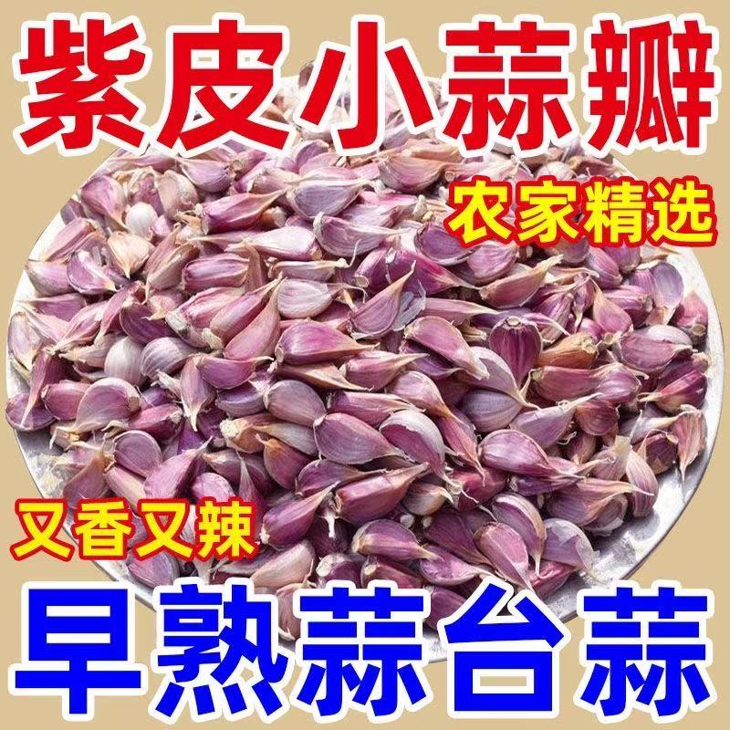 正月出蒜苔种红根蒜苗蒜瓣正宗紫皮蒜种子早蒜新鲜红皮香蒜