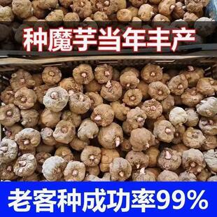 精选黑杆花魔芋种子一代二代高产种球脱水消毒适合大面积种植