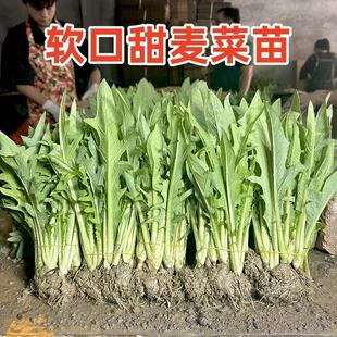 广东高州甜麦菜苗 秋冬适用阳台盘栽油麦八甲苦唛 四季蔬菜种子秧