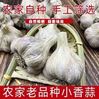连州紫皮白衣小香蒜农家自种独头蒜土蒜盆栽种植香浓晒干发