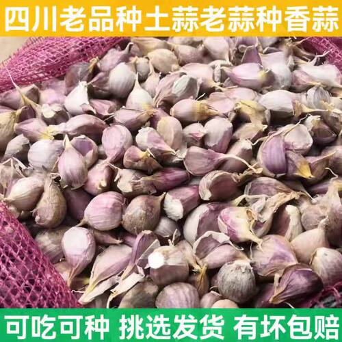 四川红皮大蒜种2026紫皮蒜瓣出苔蒜苗红根耐寒二水早蒜种批发价