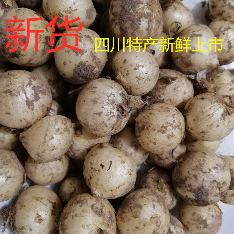 新鲜苦藠韭母子小蒜头苦