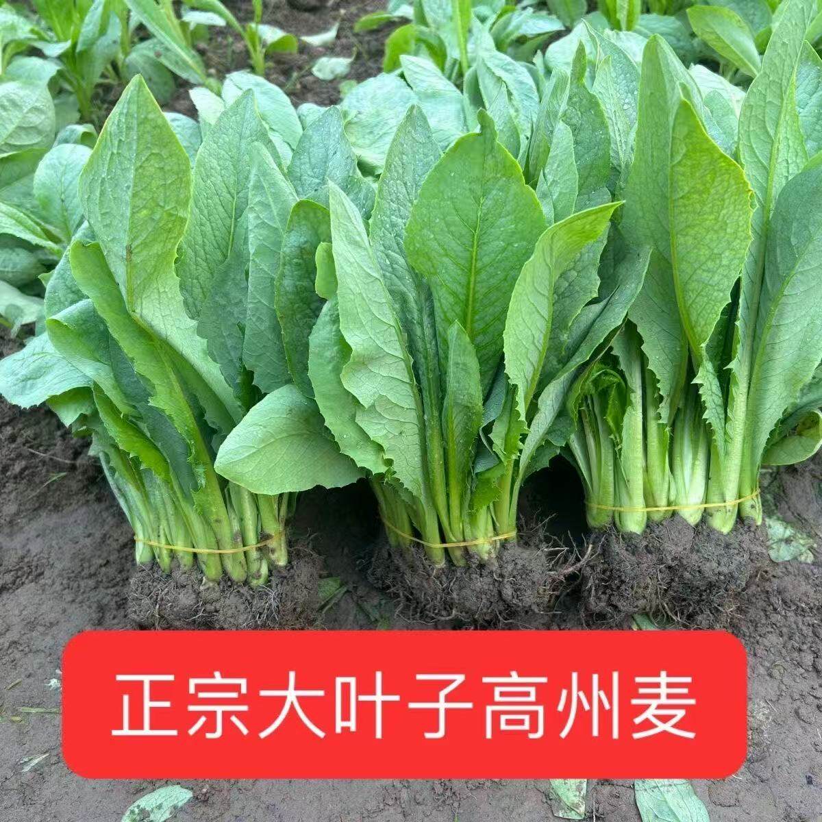 大叶油麦八角正宗高州甜麦菜苗阳台盆栽青蔬菜苦唛菜四季秧苗