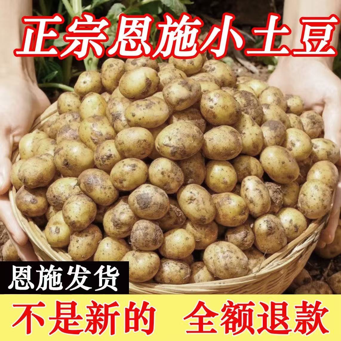 2026年新小土豆农家非转基因土豆现挖黄心高山新鲜农你洋芋马铃薯