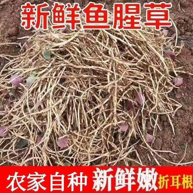 农家自种新鲜折耳根鱼腥草嫩根