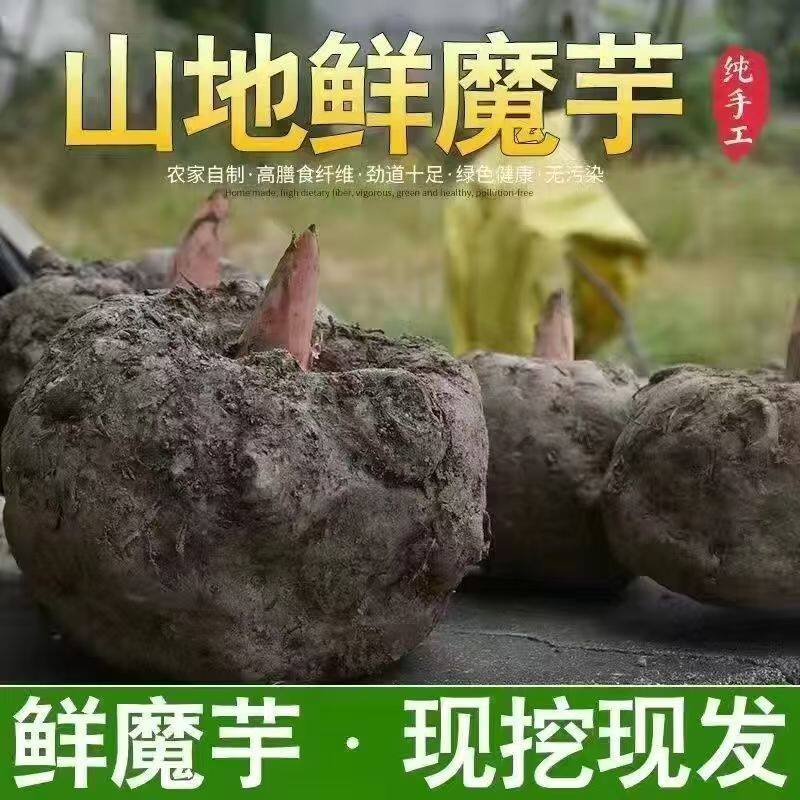 高山种植恩施魔芋豆腐原料现挖发货生魔芋头大个纯手工送碱现货