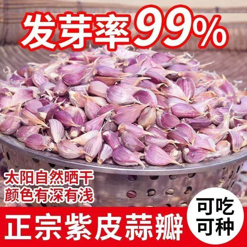 紫皮新鲜蒜种早蒜苔蒜苗大蒜头种籽本地农家出蒜苔蒜子大蒜种