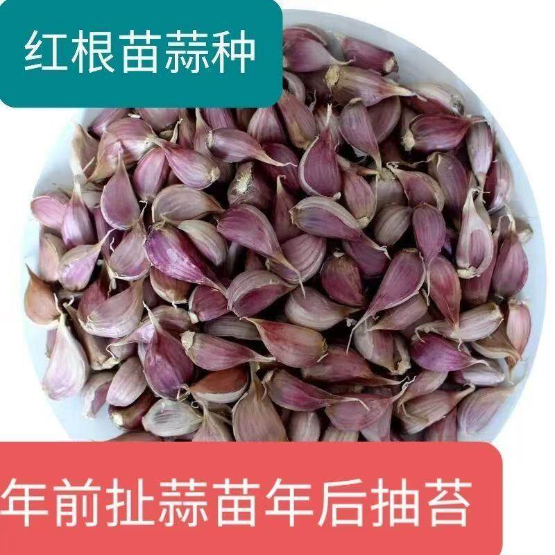 本地老品种正宗紫皮大蒜种子农家新鲜大蒜可种植种籽