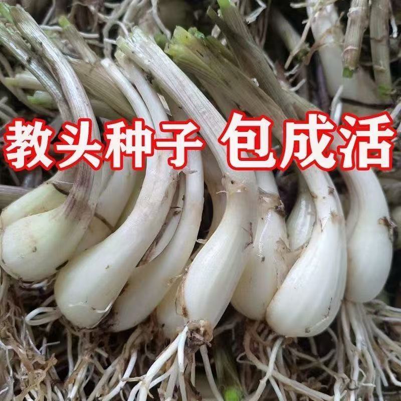 藠头种子江西藠头种自留荞头种子