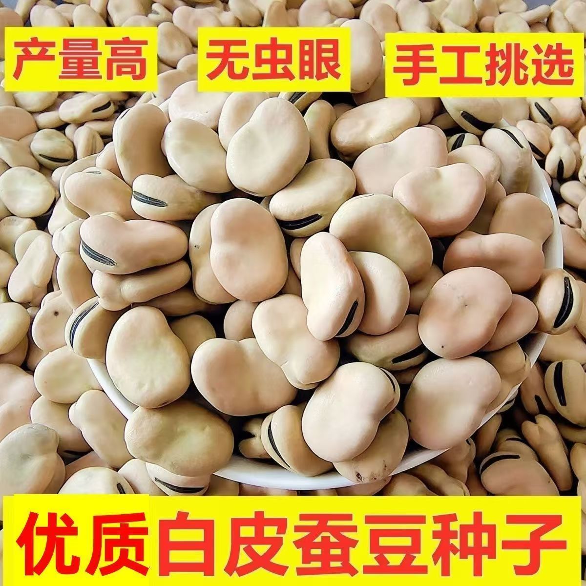 干蚕豆新货生胡豆云南特产农家白皮干蚕豆五谷杂粮胡豆蚕豆种大粒