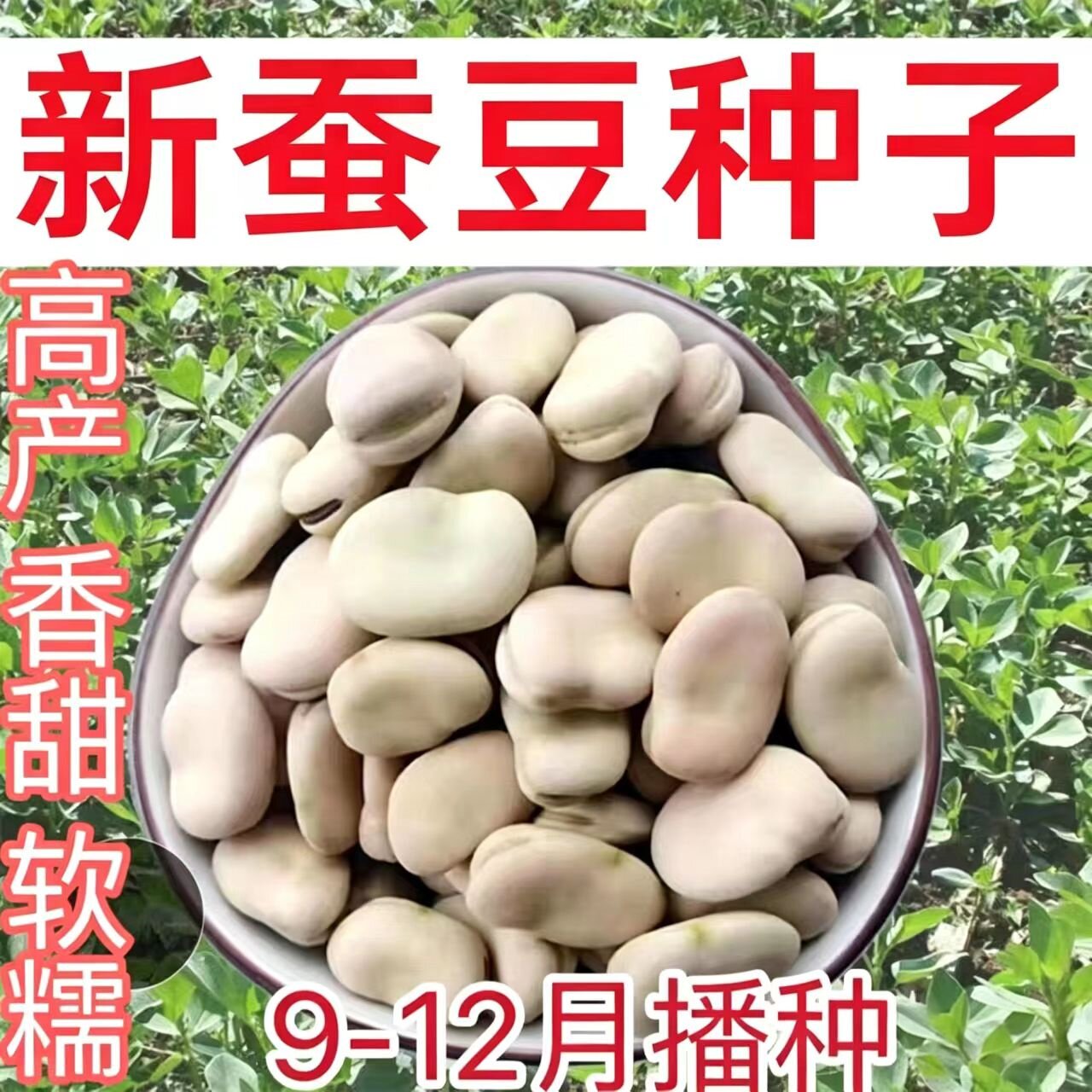 优质白蚕豆种子农家中粒耐寒过冬白皮蚕豆批发2026新种可发芽种