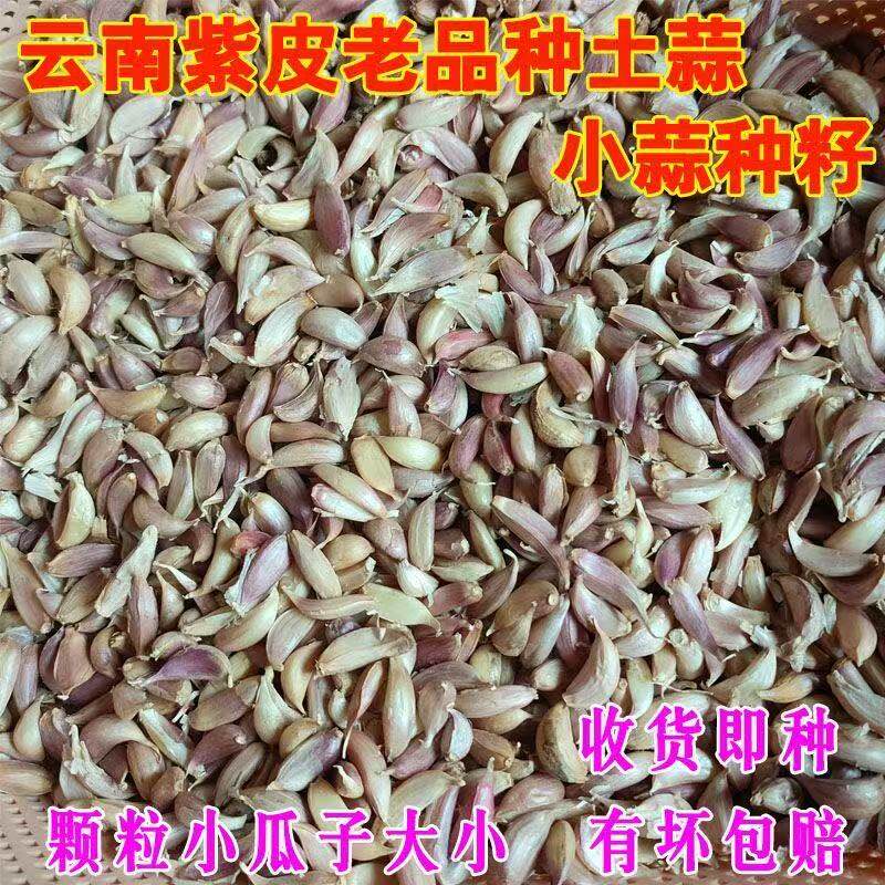 可栽种老品种红皮土香蒜籽能抽蒜苔有苗云南紫皮大蒜种蒜