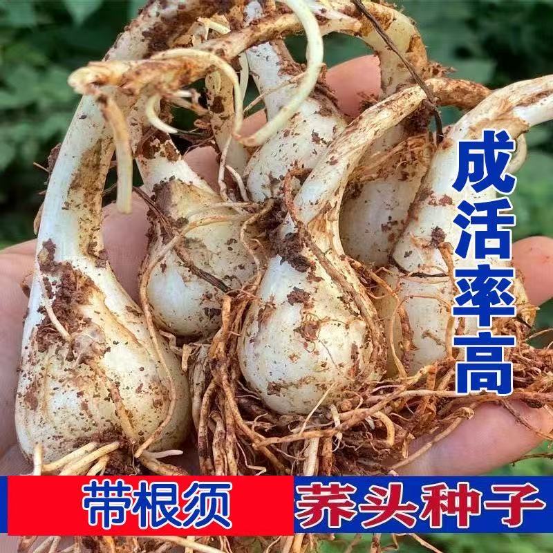 农家自留荞头种子带根须江西现挖新鲜藠头优质大个教头蔬菜种苗