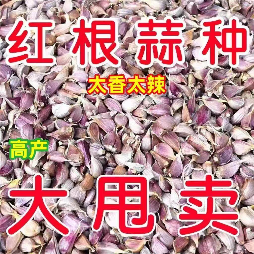 大蒜种子紫皮新鲜蒜种早蒜苔蒜苗大蒜头种籽本地农家出蒜子