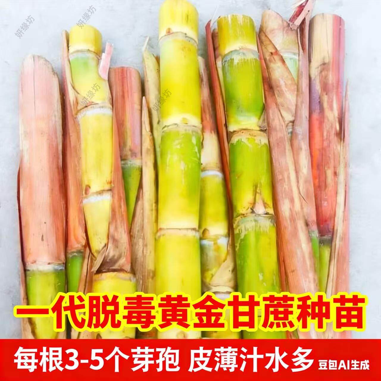 黑皮甘蔗种苗带芽孢广西正宗高产抗病南北方种植水果甘蔗秧苗