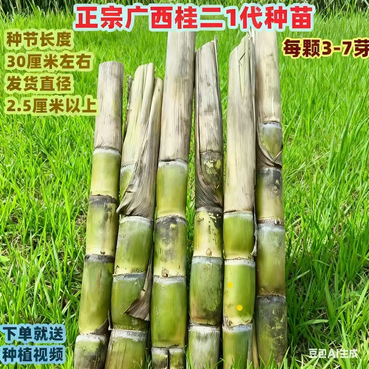 黄金黄皮甘蔗苗种子带芽广西黑皮南北方盆栽水果甜易种甘蔗种苗