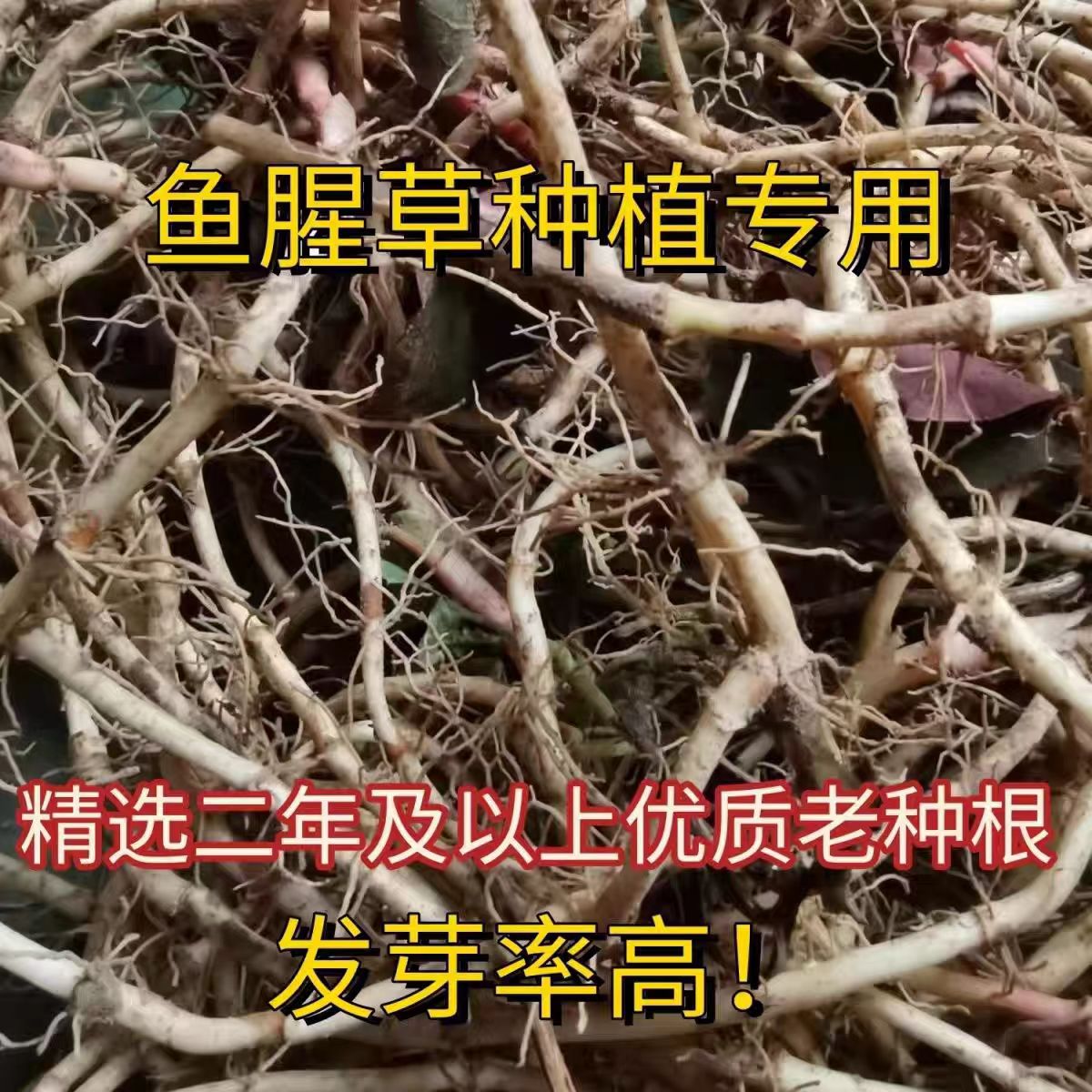 贵州农家现挖无叶折耳根鱼腥草