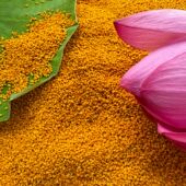 500g食用新鲜莲花粉 农家自产蜂花粉未破壁 荷花粉 花粉纯天然正品