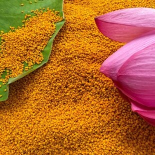 500g食用新鲜莲花粉 农家自产蜂花粉未破壁 荷花粉 花粉纯天然正品