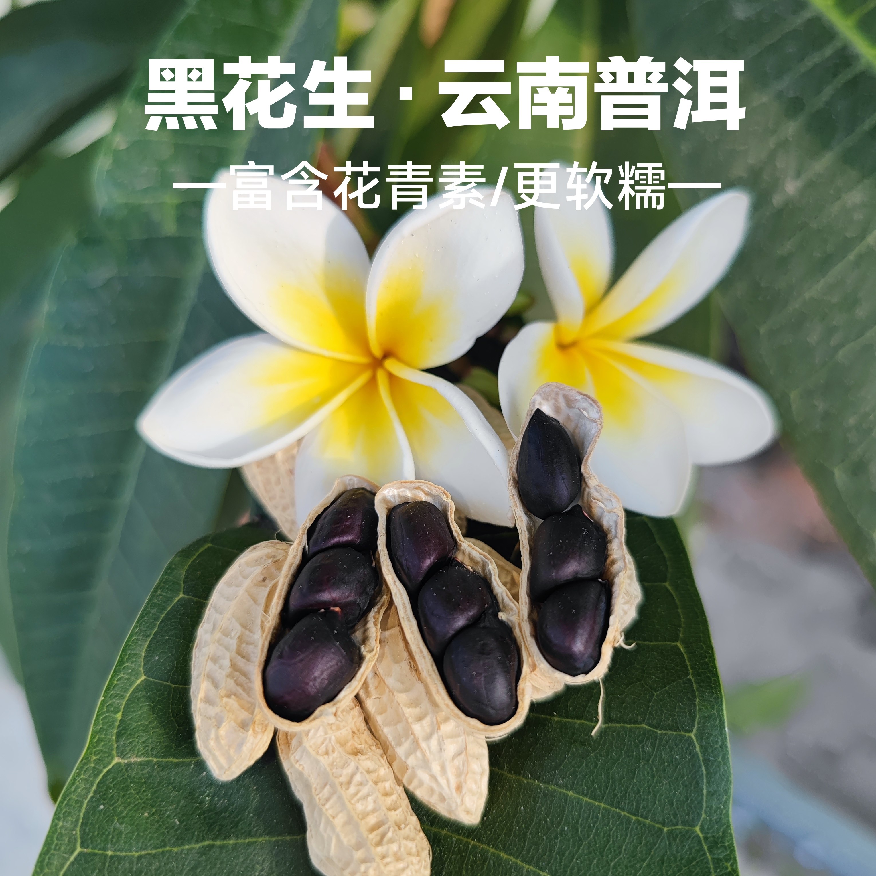 云南普洱黑花生农家种植富含花青素软糯香甜孕妇美食中老年人零食,水产肉类/新鲜蔬果/熟食,新鲜花生,淘宝优惠券,粉丝福利购,淘宝优惠卷