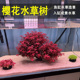 鱼缸樱花水草树生命之树水草造景增氧成品水草植物沉木净化水质
